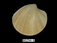 藏品(月光鏡蛤)的圖片